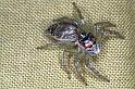 ZZ_ZZ051_F0755_Z_90_Palmerstone park_Australie
